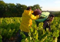 DOMAINE JULIEN BRAUD
